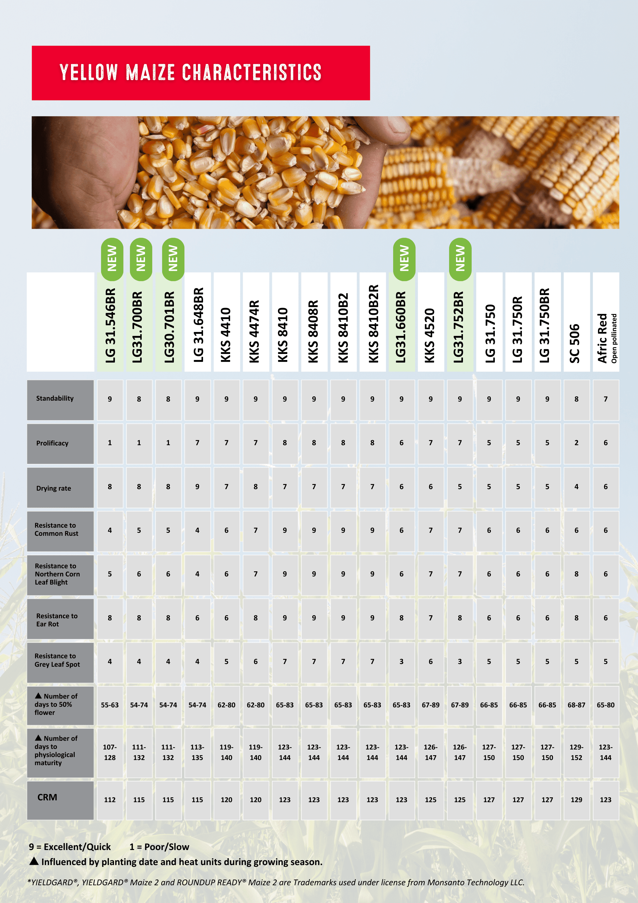 yellow Maize